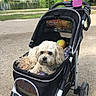 animal, canine, cute, daytime, dog, fluffy, grass, leisure, nature, orange_jacket, outdoor, park, path, person, pet_stroller, pond, resting, toy, trees, water_bottle