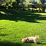Baïa a rejoint le concours — aidez-le/la à gagner de superbes lots ! ball, canine, curly_tail, daylight, dog, garden, grass, greenery, hedge, leisure, nature, outdoor, park, pet, playing, small_dog, sniffing, summer, sunny, tree