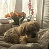 Baïa a rejoint le concours — aidez-le/la à gagner de superbes lots ! blanket, cozy, curtains, dog, flowers, fluffy, fur, home, indoor, jar, natural_light, orchids, peaceful, pet, plant, relaxing, resting, soft, sunlight, window