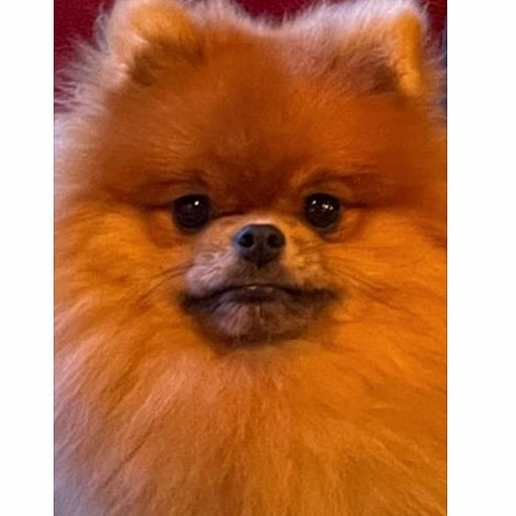 Coco a rejoint le concours — aidez-le/la à gagner de superbes lots ! animal, canine, chow, cockerspaniel, dog, eskimodog, papillon, pet, puppy, snout, whitedog