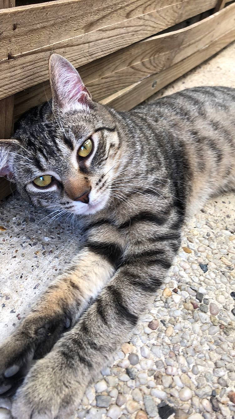 Simba a rejoint le concours — aidez-le/la à gagner de superbes lots ! aegean_cat, american_shorthair, asian, california_spangled, carnivore, cat, domestic_short_haired_cat, dragon_li, egyptian_mau, european_shorthair, felidae, mammal, ocicat, rusty_spotted_cat, small_to_medium_sized_cats, snout, tabby_cat, vertebrate, whiskers, wild_cat