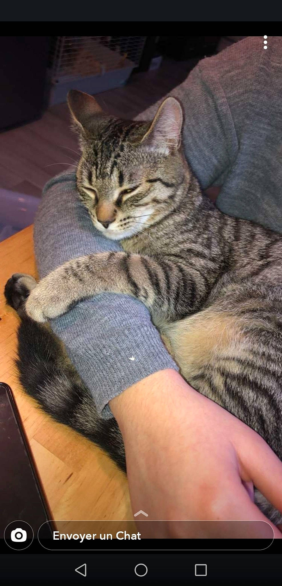 Simba participe au concours pour gagner de l'argent avec cette photo : american_shorthair, asian, australian_mist, california_spangled, carnivore, cat, chausie, claw, domestic_short_haired_cat, dragon_li, egyptian_mau, european_shorthair, felidae, mammal, ocicat, pixie_bob, small_to_medium_sized_cats, tabby_cat, vertebrate, whiskers