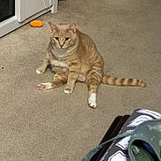 Nugget joined the competition — help win amazing prizes! cat, orange_tabby, carpet, indoor, pet, animal, sitting, toy, cabinet, furniture, white, orange, striped, paw, tail, floor, household, domestic, relaxed, cute