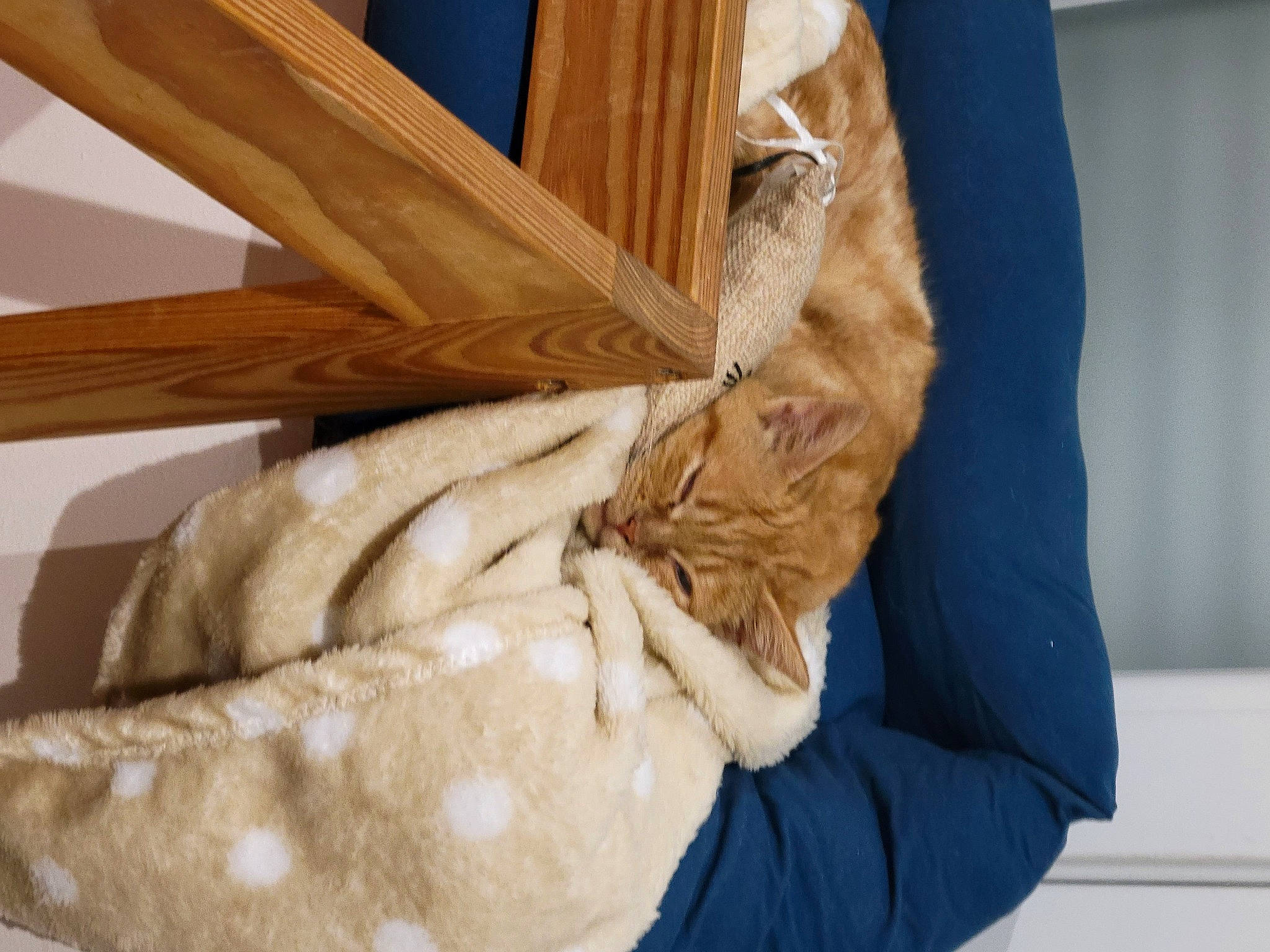 Utopia participe au concours pour gagner de l'argent avec cette photo : carnivore, claw, comfort, companion_dog, domestic_short_haired_cat, fawn, felidae, fur, gesture, hardwood, mammal, nail, small_to_medium_sized_cats, tail, tree, vertebrate, whiskers, window, wood, wood_stain