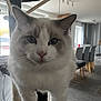 Atos participe au concours pour gagner de l'argent avec cette photo : cat, fluffy, blue_eyes, indoor, cat_tree, white_fur, gray_fur, pet, curious, close_up, face, whiskers, ears, floor, chair, dining_room, window, light, furniture, home