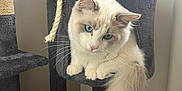 Atos participe au concours pour gagner de l'argent avec cette photo : cat, blue_eyes, fluffy_tail, cat_tree, toy_mouse, indoor, fur, pet, curious, perched, cozy, natural_light, wooden_floor, scratching_post, animal, whiskers, playful, domestic_cat, feline, cute