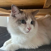 Atos a rejoint le concours — aidez-le/la à gagner de superbes lots ! cat, animal, pet, feline, fluffy, white, gray, blue_eyes, whiskers, nose, ears, wooden_table, indoor, curious, resting, cozy, close_up, soft_fur, domestic_cat, portrait