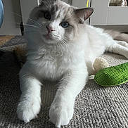 Atos participe au concours pour gagner de l'argent avec cette photo : animal, blue_eyes, carpet, cat, close_up, curious, cute, domestic_cat, feline, fluffy, grey_fur, home, indoor, paws, pet, playful, relaxed, resting, toy, white_fur
