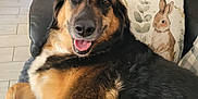 Skye joined the competition — help win amazing prizes! dog, happy, smiling, couch, living_room, pillow, bunny, pet, fur, animal, indoor, relaxed, brown, black, wooden_furniture, home_decor, cozy, portrait, canine, comfort
