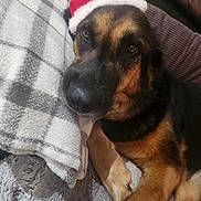 Skye is registered to the contest to win money with this photo: dog, german_shepherd, blanket, santa_hat, holiday, pet, indoors, cozy, resting, brown_fur, black_fur, paw, soft_texture, lying_down, warm, cute, animal, face, portrait, comfort