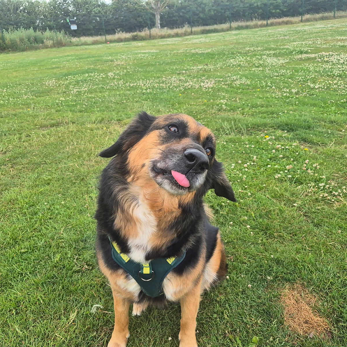 Skye joined the competition — help win amazing prizes! animal, canine, collar, cute, daylight, dog, ears, field, friendly, fur, grass, greenery, leisure, mammal, nature, outdoor, pet, playful, sitting, tongue_out