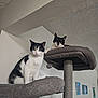 cat, cats, two_cats, tuxedo_cat, black_and_white, cat_tree, scratching_post, pet, indoor, platform, perched, looking_at_camera, curious, fur, paw, toy_ball, home, wall_art, ceiling, resting