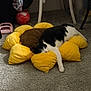 cat, black_and_white_cat, pet, sleeping, yellow_pillow, flower_pillow, plush, carpet, indoor, cozy, nap, stretched_paw, cuddly, home_interior, chair_leg, toy_ball, storage_bin, relaxed, feline, cute
