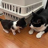 Yume is registered to the contest to win money with this photo: kitten, cat, adult_cat, tuxedo_cat, pet_carrier, plastic_crate, wooden_floor, indoor, floor, whiskers, paws, fur, close_up, animal_interaction, curiosity, pet, portrait, black_and_white, sniffing, household