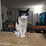 cat, black_and_white_cat, pet, indoor, countertop, kitchen_counter, sofa, couch, lamp, television, air_conditioner, curtains, pillow, whiskers, green_eyes, ears, sitting, furniture, home, portrait