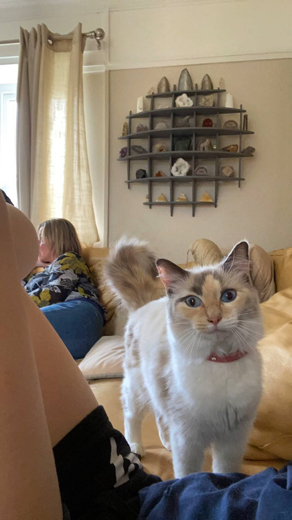 Princess is registered to the contest to win money with this photo: box, carnivore, cat, chair, comfort, curtain, domestic_short_haired_cat, event, fawn, felidae, flooring, fur, linens, room, shelf, shelving, small_to_medium_sized_cats, tail, whiskers, wood