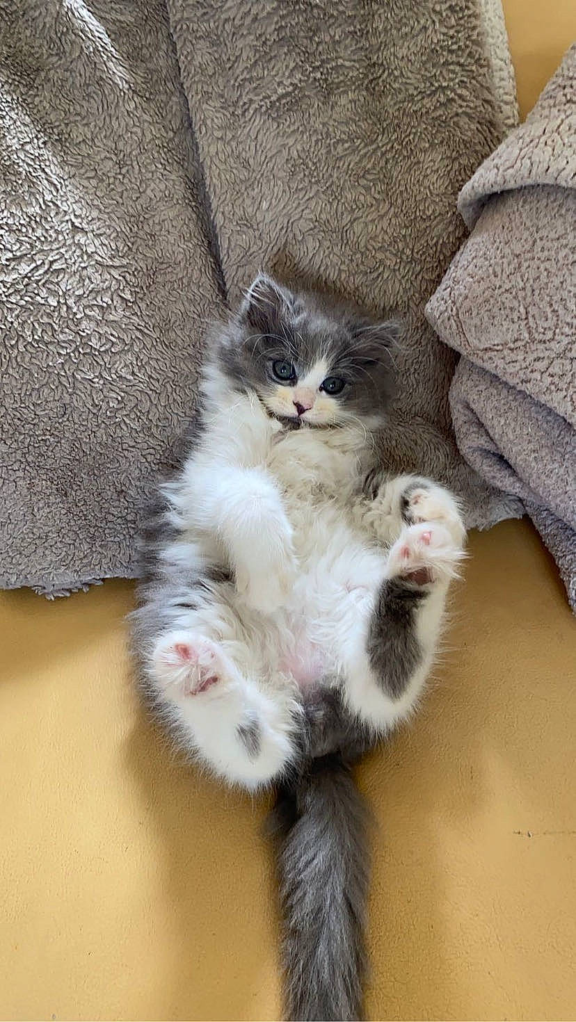 Ghost joined the competition — help win amazing prizes! art, carnivore, cat, claw, comfort, domestic_short_haired_cat, fawn, felidae, fur, grey, paw, plant, small_to_medium_sized_cats, snout, tail, whiskers