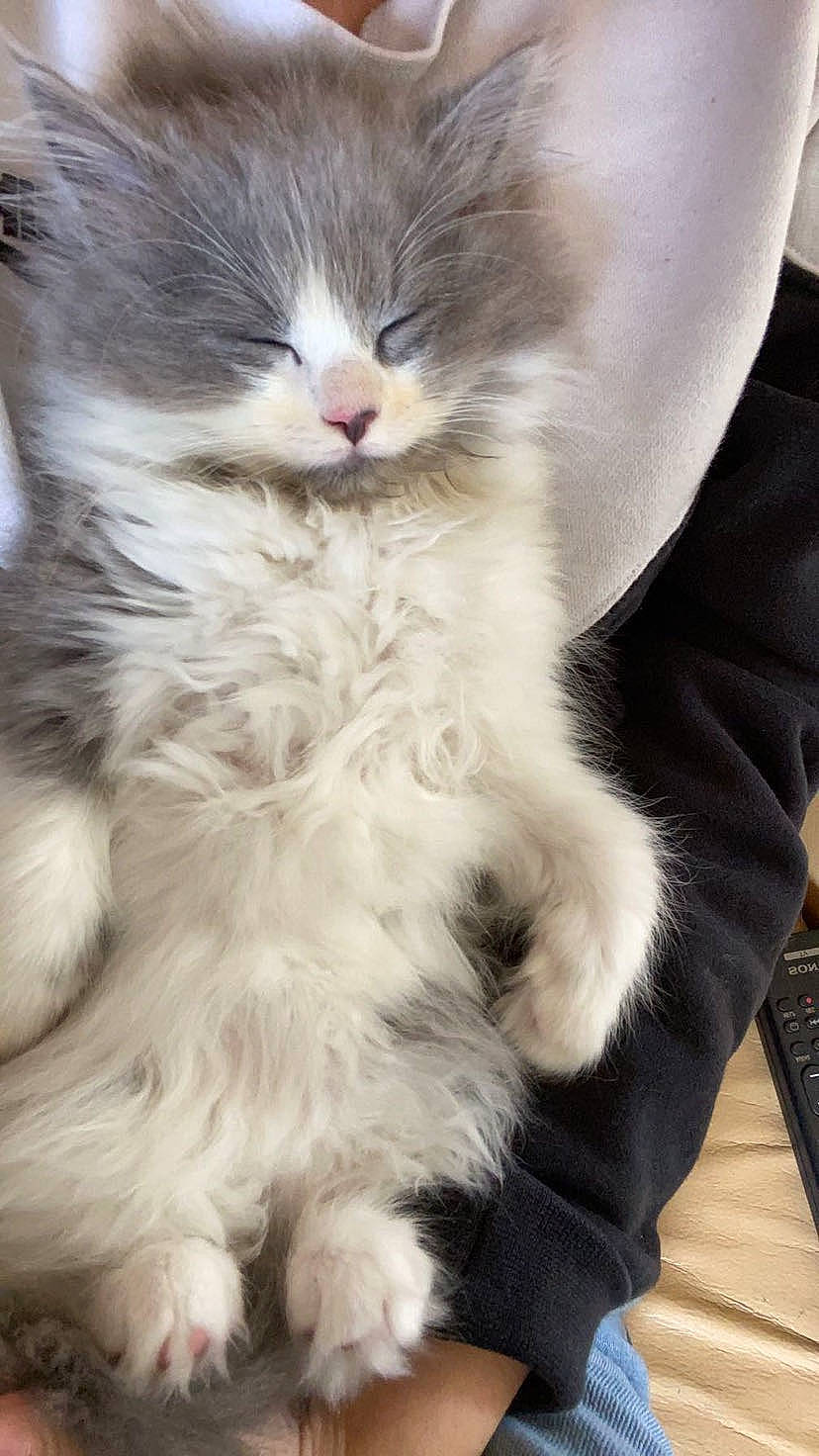 Ghost is registered to the contest to win money with this photo: british_longhair, carnivore, cat, claw, comfort, computer_keyboard, domestic_short_haired_cat, fawn, felidae, fur, gesture, paw, small_to_medium_sized_cats, snout, tail, terrestrial_animal, whiskers