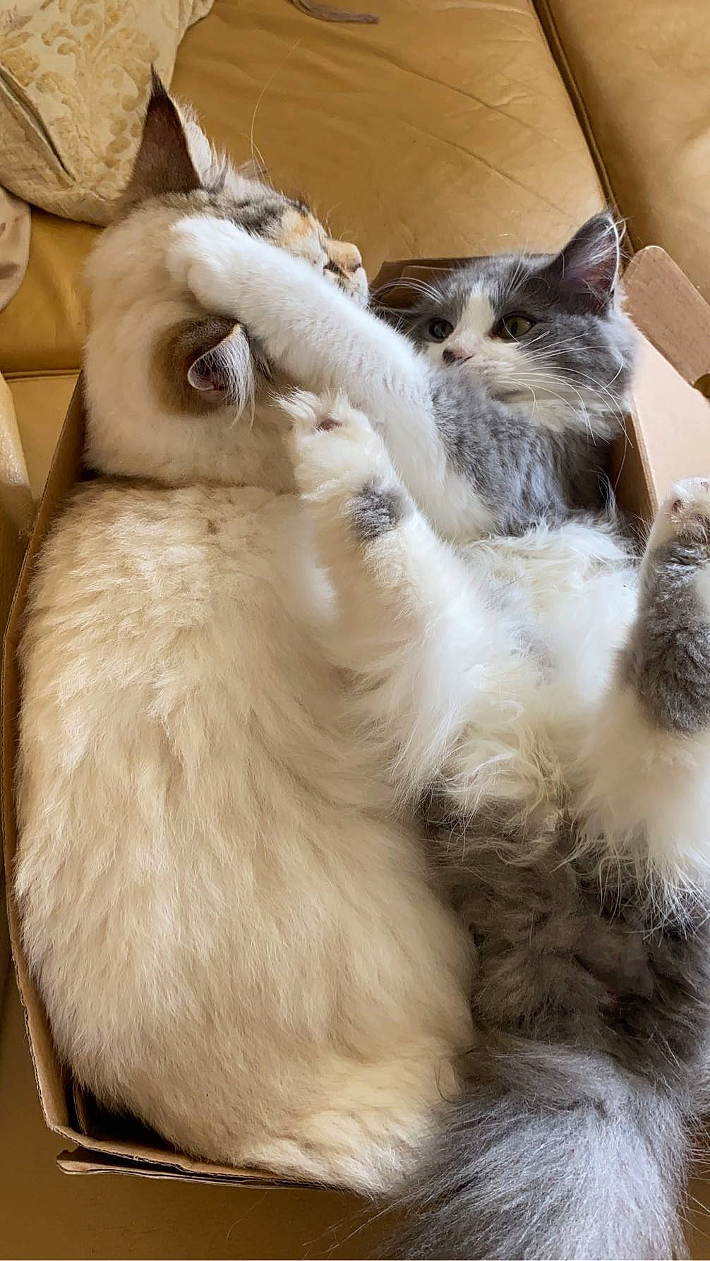 Ghost is registered to the contest to win money with this photo: balinese, birman, carnivore, cat, claw, comfort, dog_breed, domestic_short_haired_cat, fawn, felidae, fur, nap, paw, ragdoll, small_to_medium_sized_cats, snout, tail, terrestrial_animal, thai, whiskers