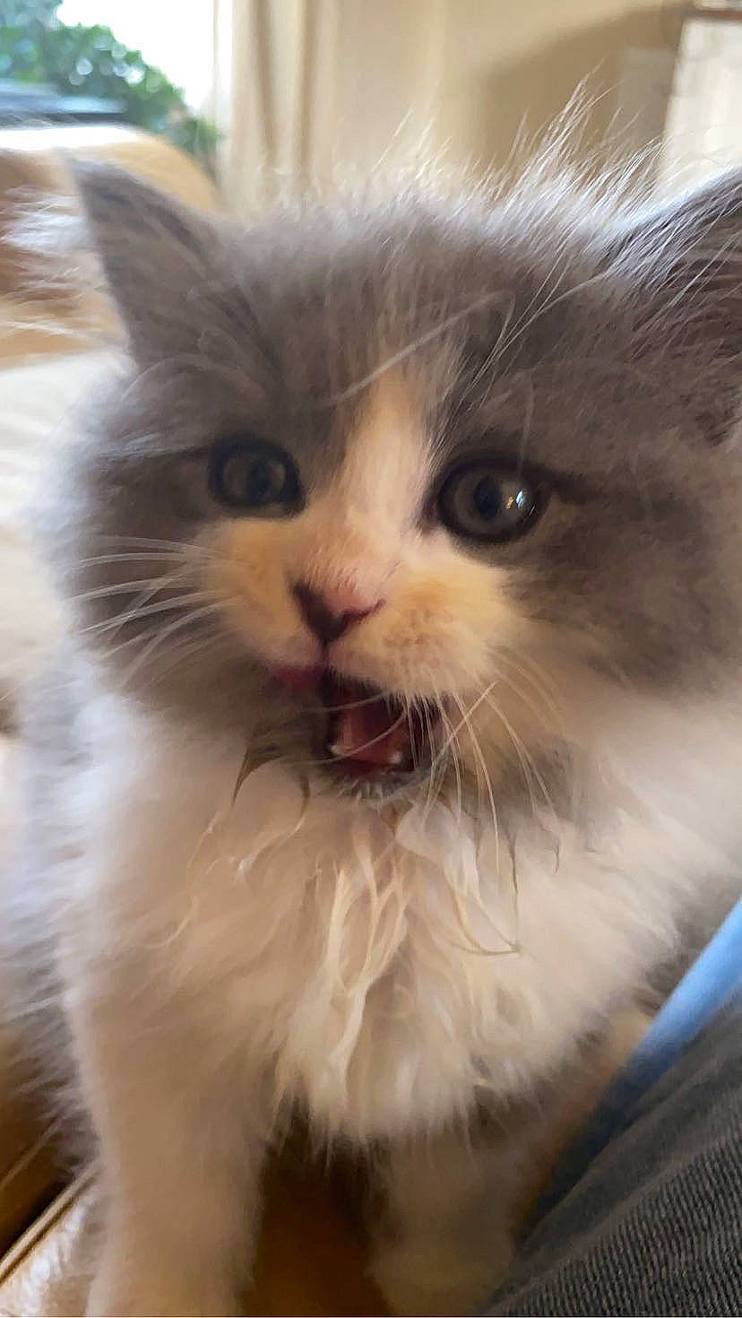 Ghost is registered to the contest to win money with this photo: british_longhair, carnivore, cat, claw, fawn, felidae, fur, mammal, ragdoll, small_to_medium_sized_cats, snout, terrestrial_animal, vertebrate, whiskers