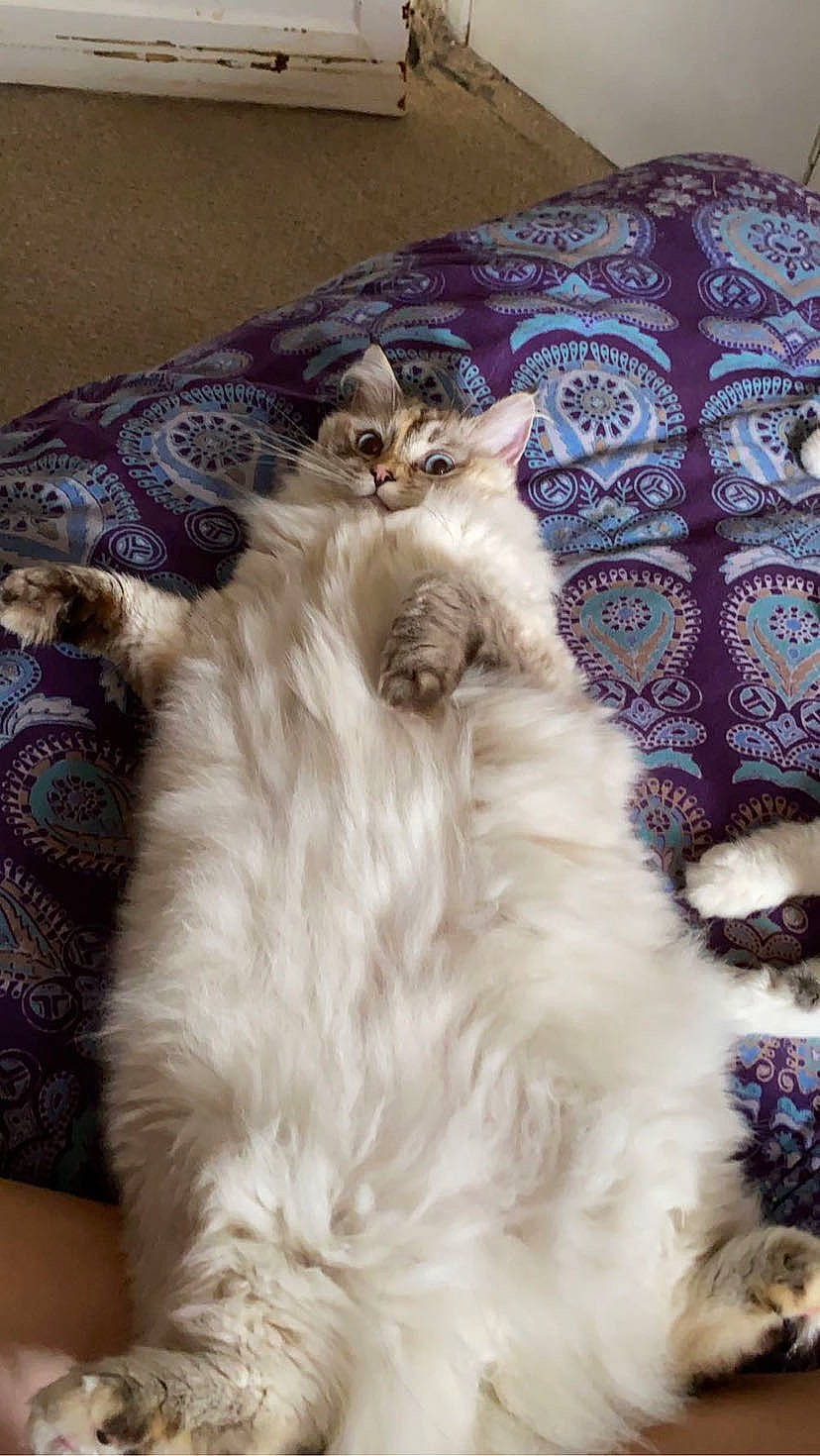 Duchess is registered to the contest to win money with this photo: british_longhair, canidae, carnivore, cat, comfort, companion_dog, dog_breed, fawn, felidae, fur, pattern, paw, persian, room, small_to_medium_sized_cats, tail, whiskers