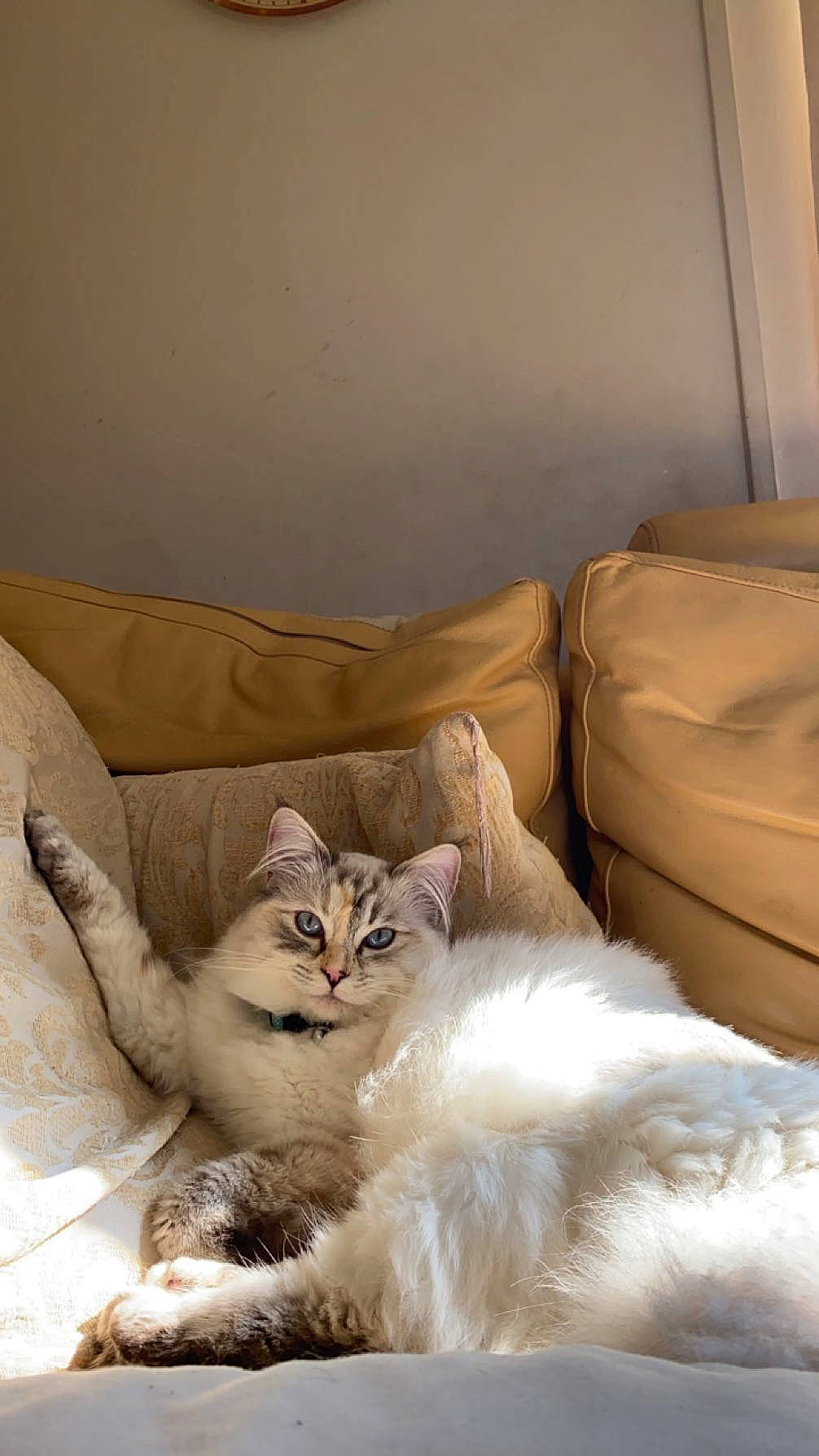 Duchess joined the competition — help win amazing prizes! bed, bed_sheet, bedding, carnivore, cat, claw, comfort, couch, duvet, felidae, fur, furniture, linens, paw, room, small_to_medium_sized_cats, tail, throw_pillow, whiskers, window