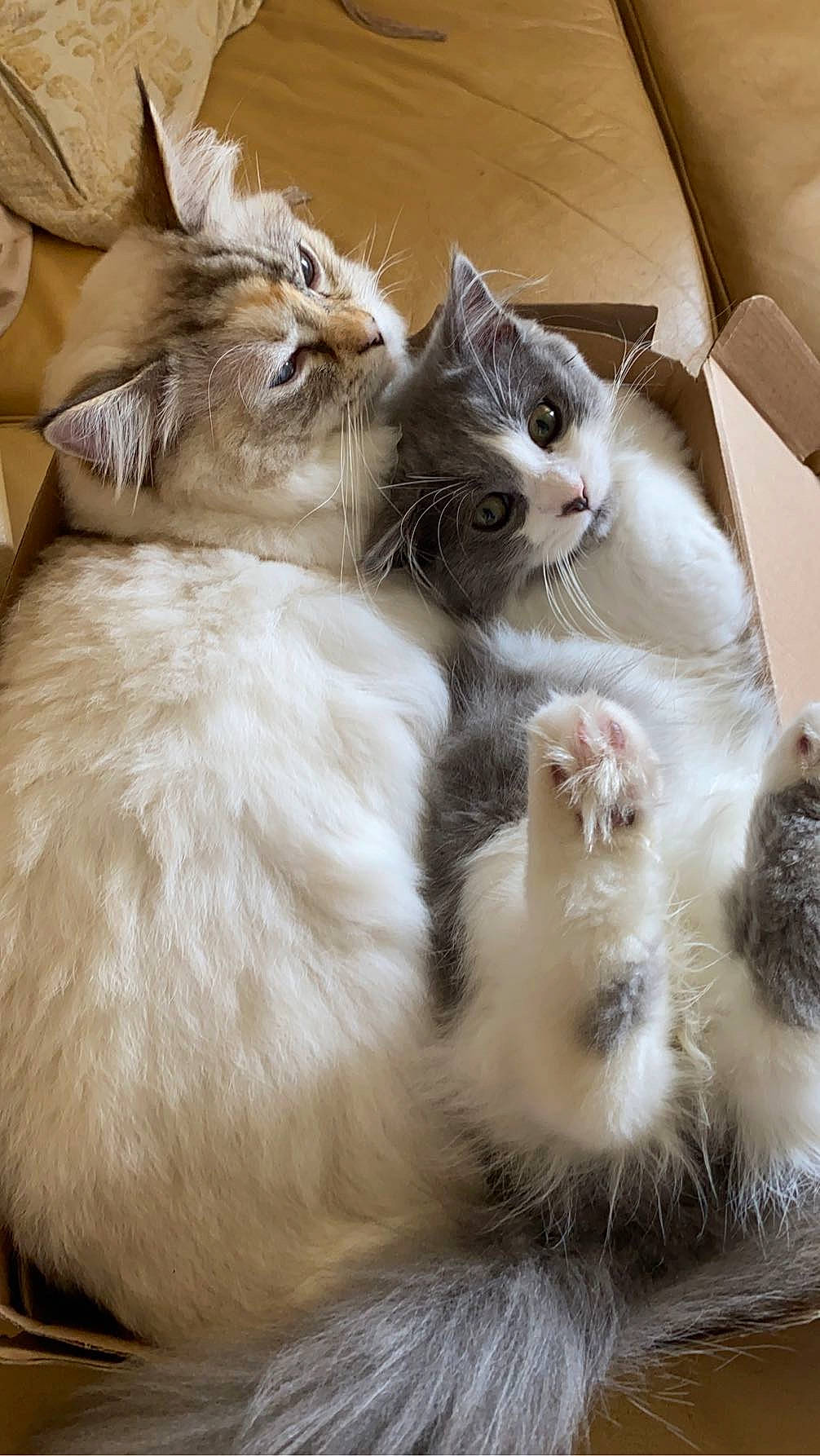 Duchess joined the competition — help win amazing prizes! box, carnivore, cat, cat_supply, claw, comfort, domestic_short_haired_cat, fawn, felidae, fur, paw, small_to_medium_sized_cats, snout, tail, whiskers