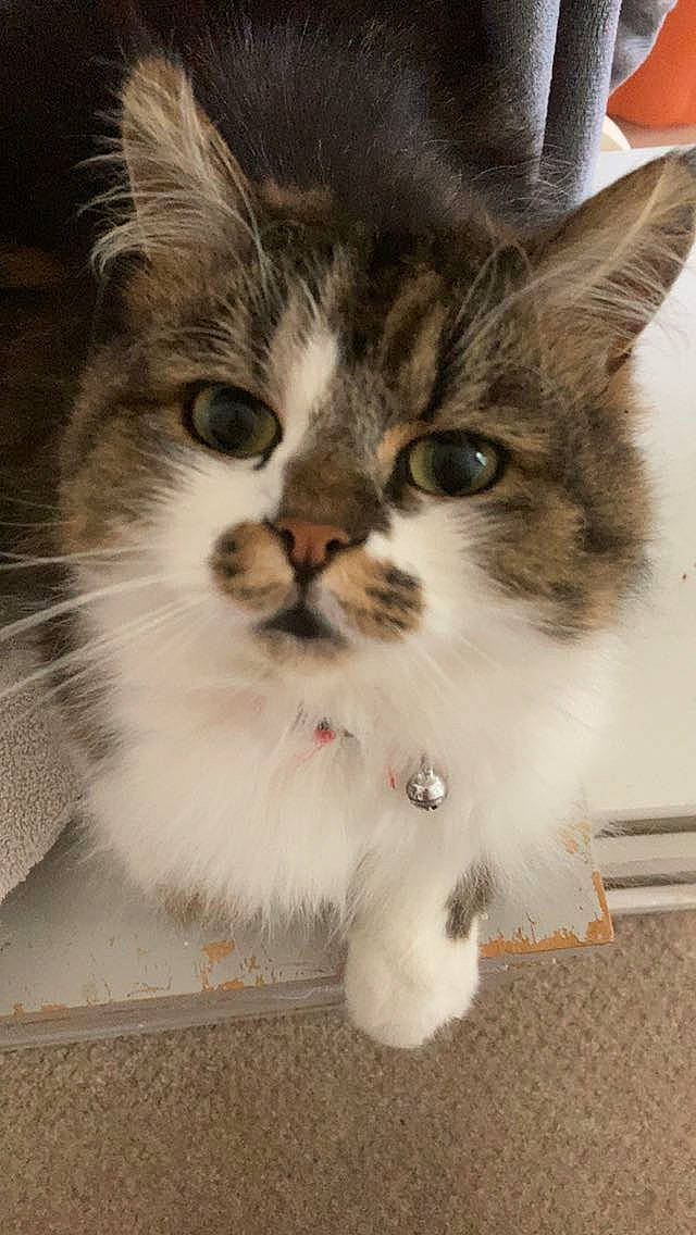 Gizmo is registered to the contest to win money with this photo: box, carnivore, cat, claw, curious, domestic_short_haired_cat, eye, felidae, fur, paw, photo_caption, small_to_medium_sized_cats, snout, tail, terrestrial_animal, whiskers, window