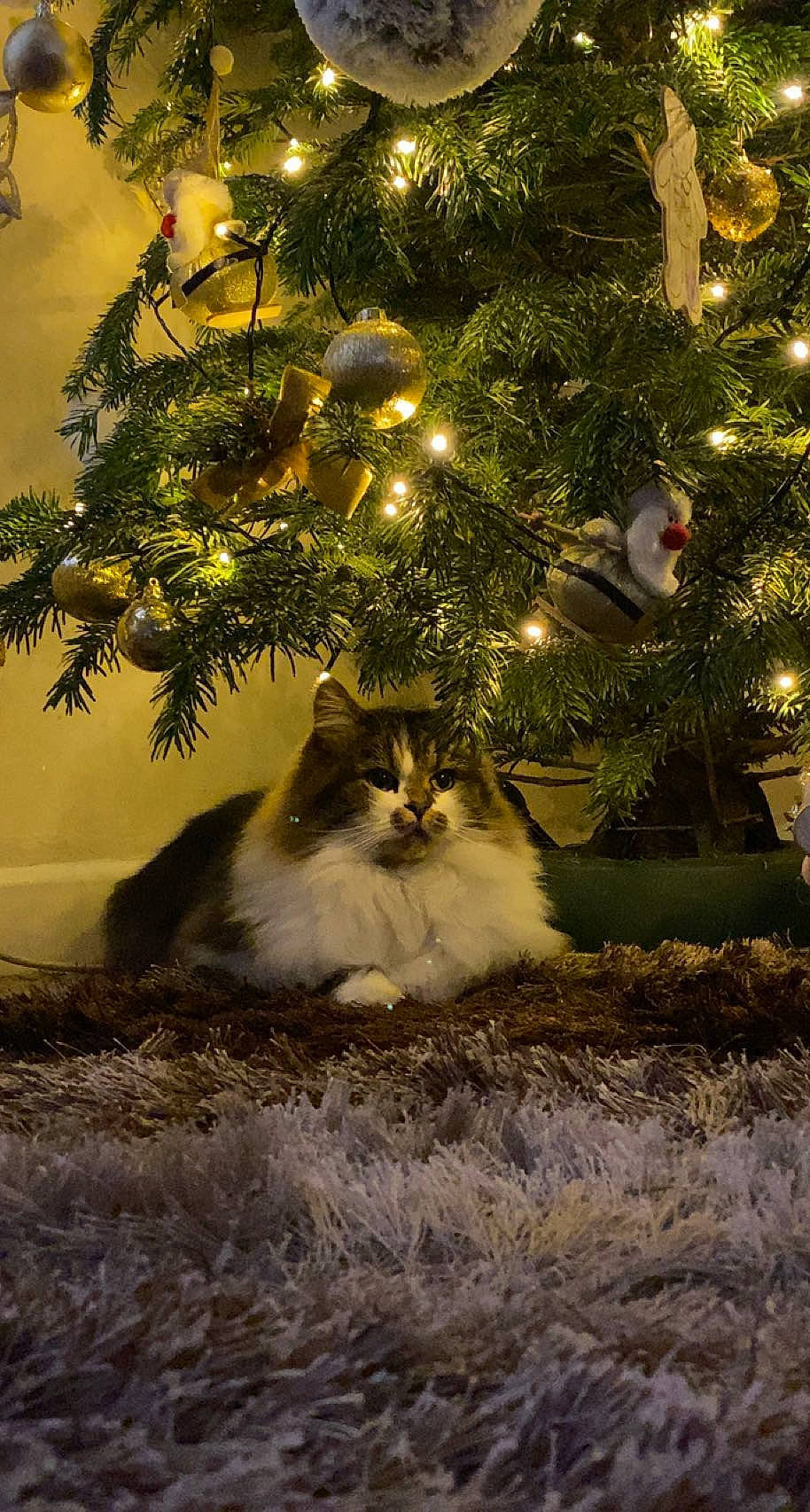 Gizmo joined the competition — help win amazing prizes! carnivore, cat, christmas, christmas_decoration, christmas_ornament, christmas_tree, event, evergreen, fawn, felidae, grass, holiday, light, ornament, plant, small_to_medium_sized_cats, tree, whiskers, winter, wood