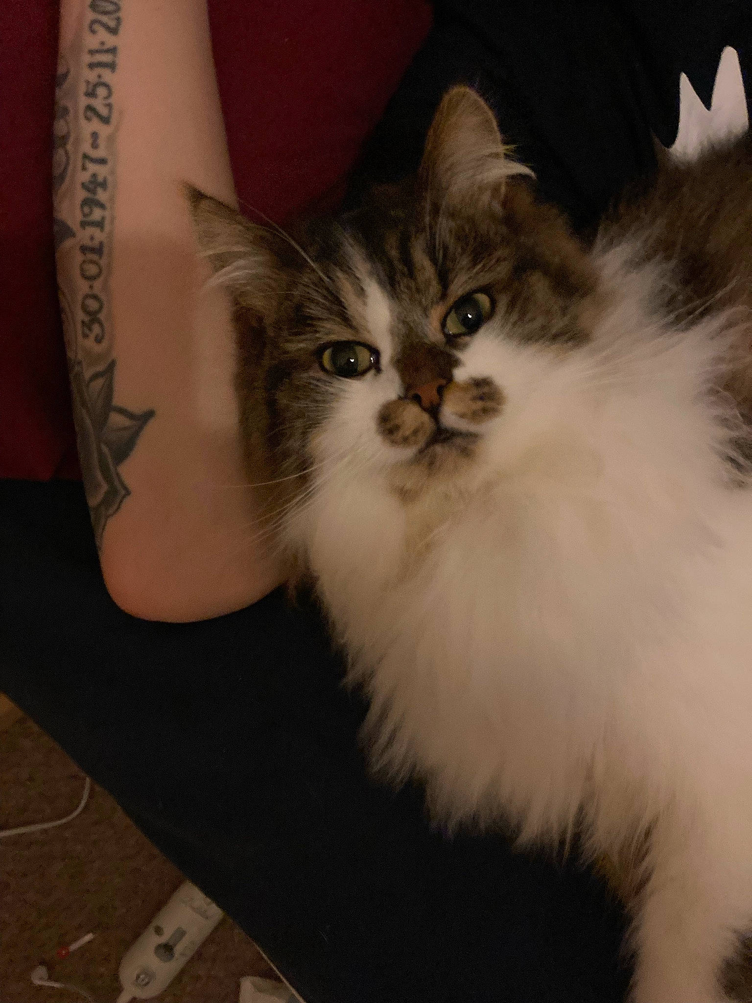 Gizmo joined the competition — help win amazing prizes! carnivore, cat, claw, comfort, domestic_short_haired_cat, fawn, felidae, fur, paw, sleeve, small_to_medium_sized_cats, snout, tail, terrestrial_animal, whiskers