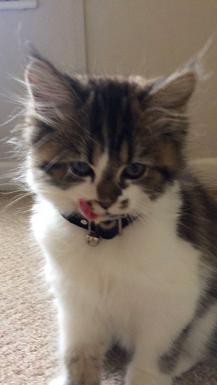 Gizmo joined the competition — help win amazing prizes! carnivore, cat, claw, domestic_short_haired_cat, felidae, foot, fur, paw, photo_caption, small_to_medium_sized_cats, snout, tail, terrestrial_animal, whiskers, window