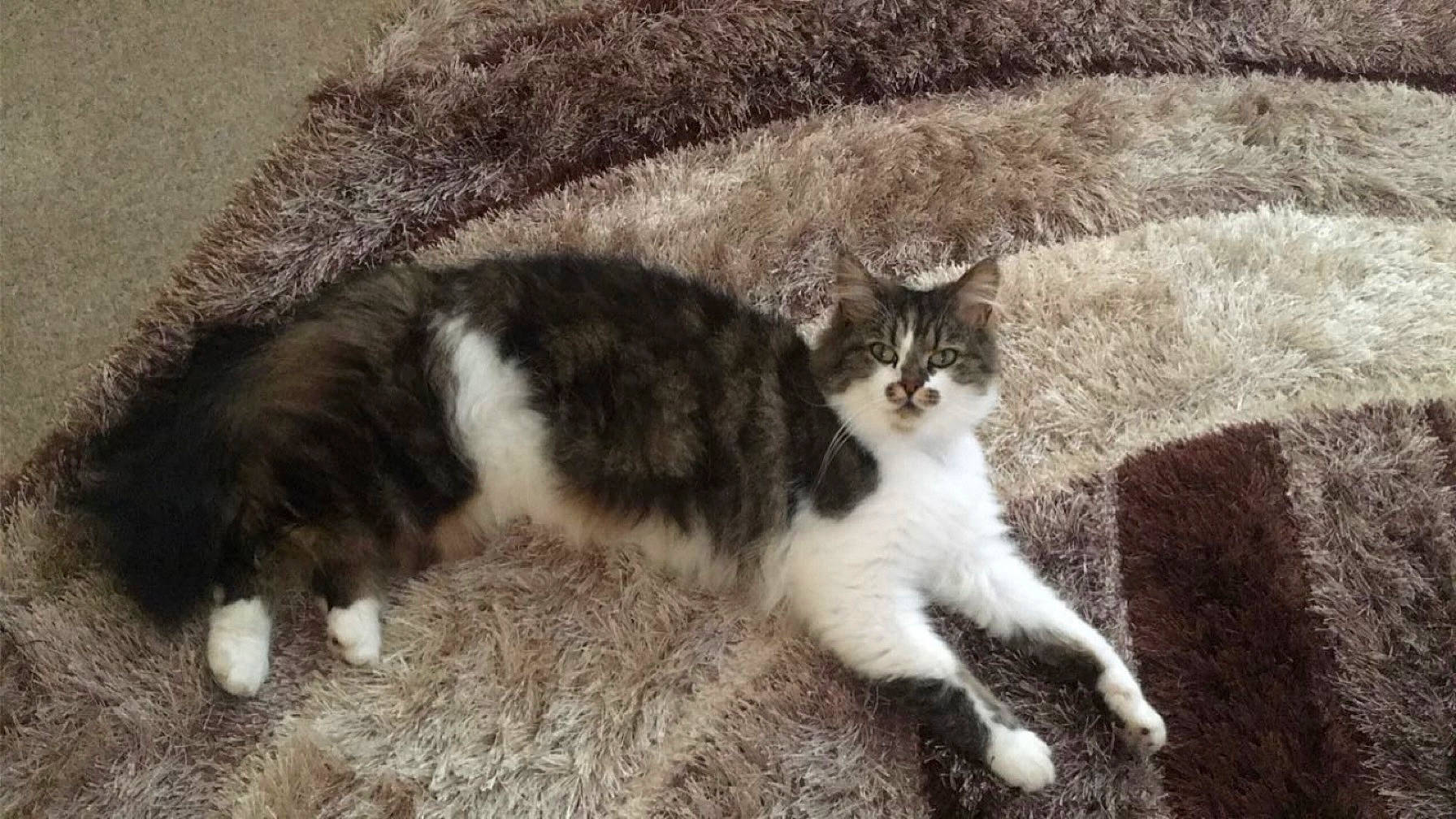 Gizmo joined the competition — help win amazing prizes! carnivore, cat, claw, domestic_short_haired_cat, felidae, fur, grass, monochrome_photography, paw, plant, sitting, small_to_medium_sized_cats, snout, tail, terrestrial_animal, whiskers, window