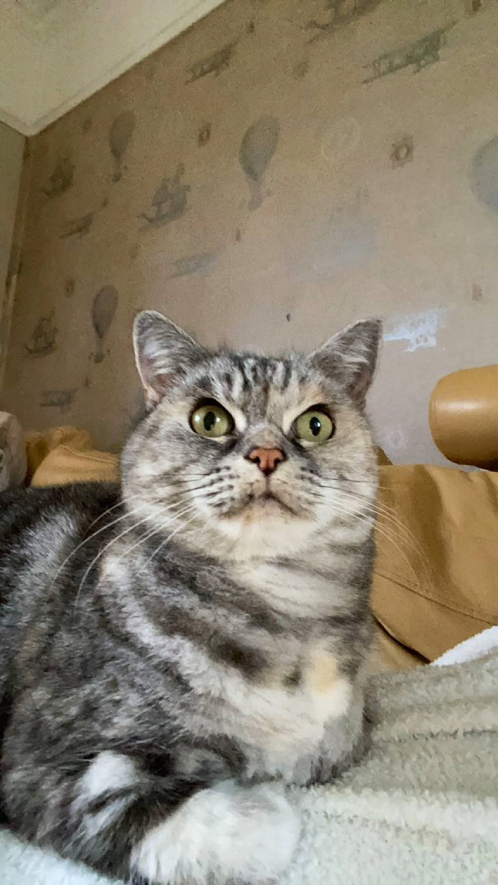 Pixie joined the competition — help win amazing prizes! carnivore, cat, domestic_short_haired_cat, felidae, fur, paw, small_to_medium_sized_cats, snout, terrestrial_animal, whiskers, window