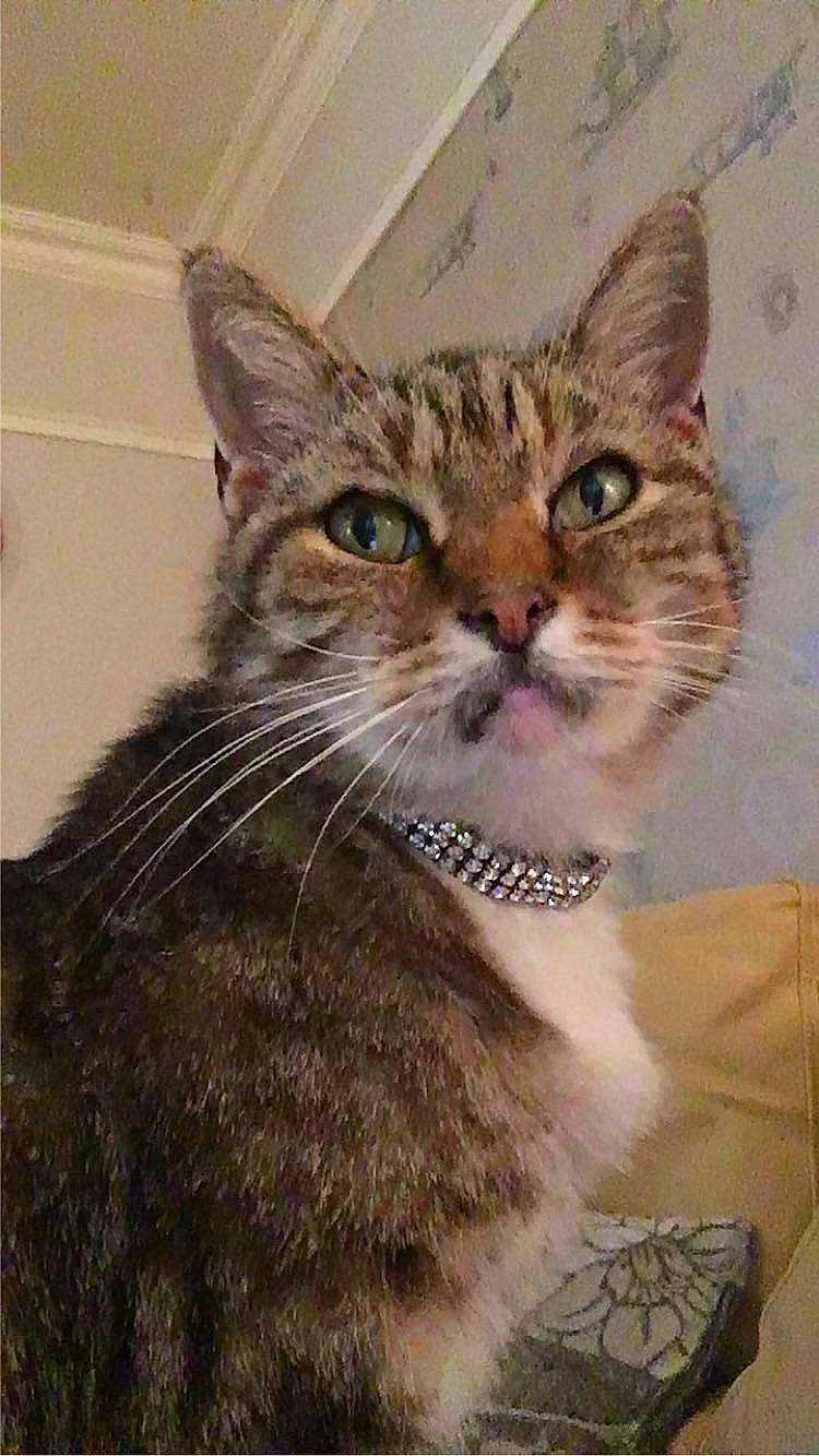 Teddy is registered to the contest to win money with this photo: art, carnivore, cat, claw, domestic_short_haired_cat, door, fawn, felidae, fur, paw, small_to_medium_sized_cats, snout, terrestrial_animal, whiskers, window