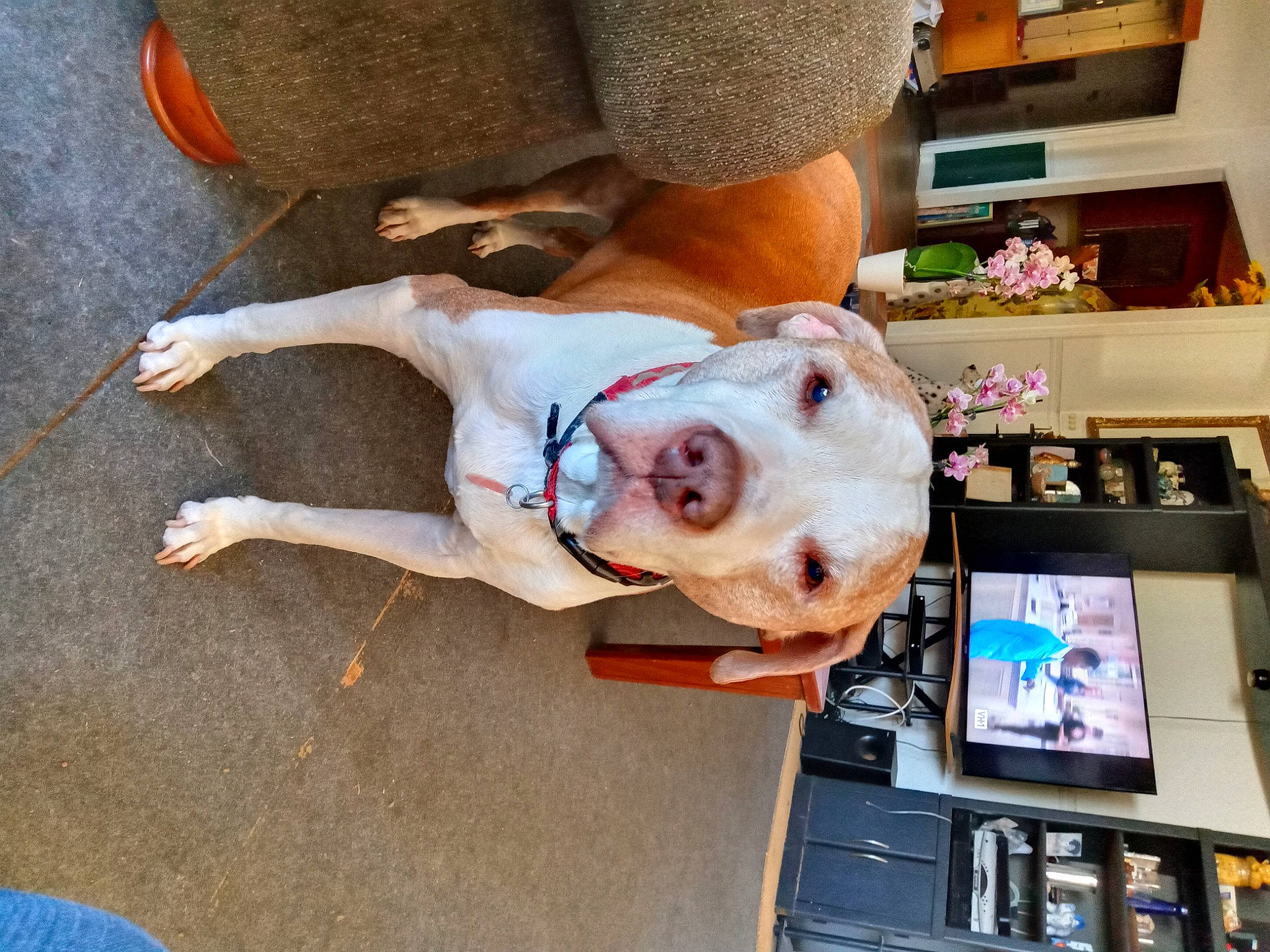 Bama joined the competition — help win amazing prizes! canidae, carnivore, collar, companion_dog, dog, dog_breed, dog_supply, fawn, fur, leash, non_sporting_group, pet_supply, shelf, snout, sporting_group, working_animal, working_dog