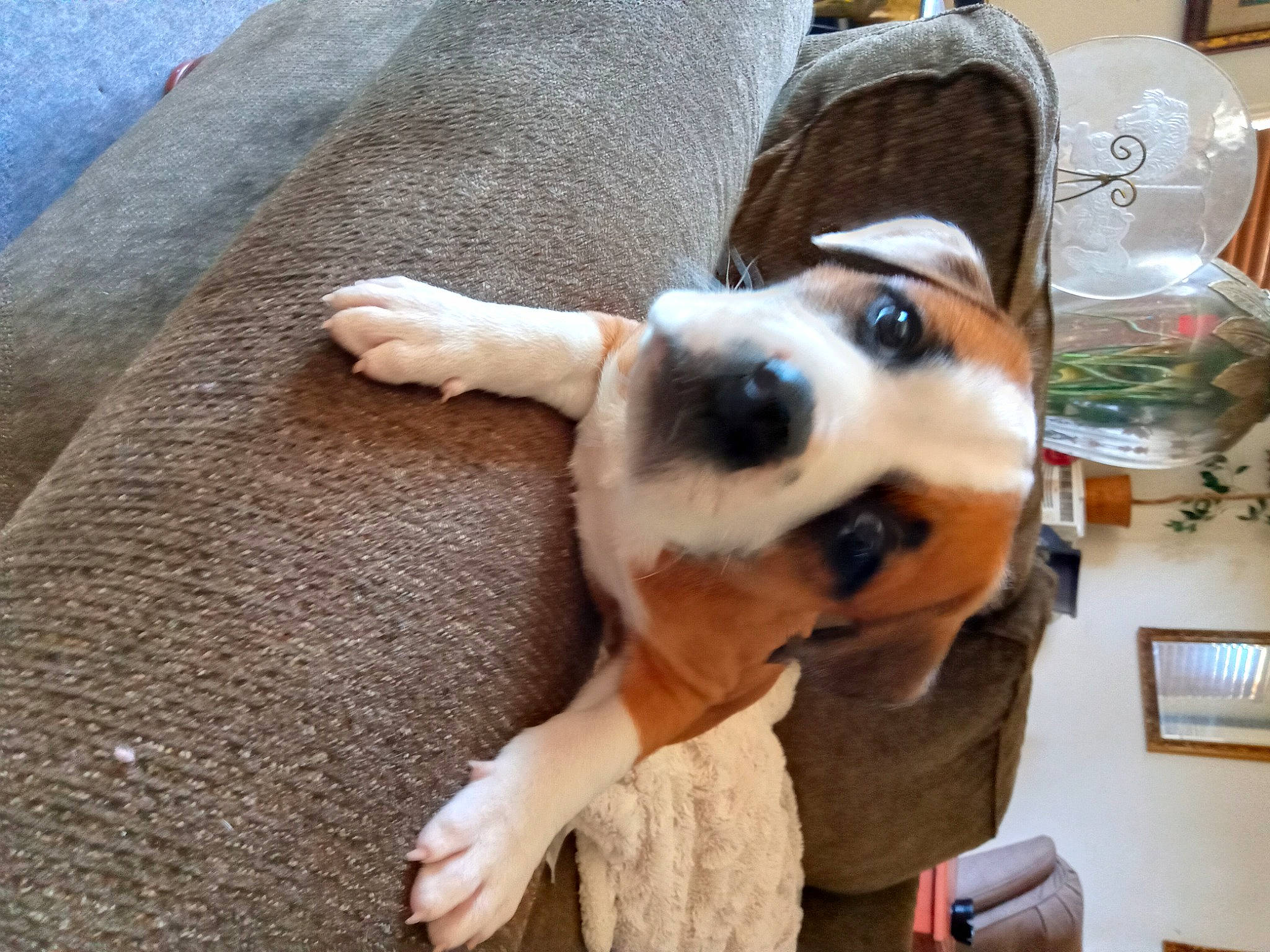 Boo Boo joined the competition — help win amazing prizes! canidae, carnivore, comfort, companion_dog, dog, dog_breed, fawn, flooring, fur, guard_dog, paw, picture_frame, selfie, snout, sporting_group, tail, toy_dog, whiskers, wood, working_animal