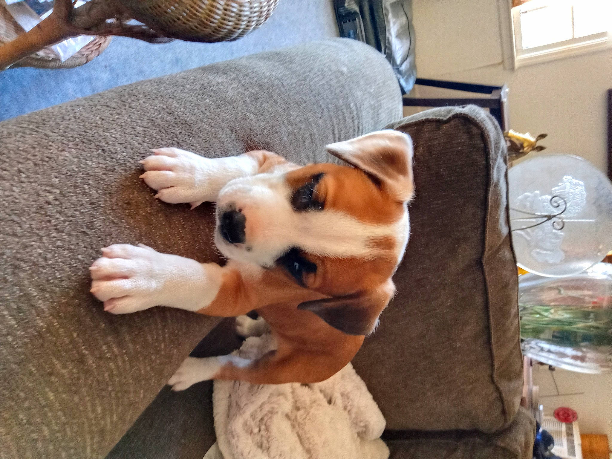 Boo Boo joined the competition — help win amazing prizes! carnivore, comfort, companion_dog, dog, dog_breed, ear, fawn, felidae, flooring, head, picture_frame, room, small_to_medium_sized_cats, snout, sporting_group, tail, toy, whiskers, wood, working_animal