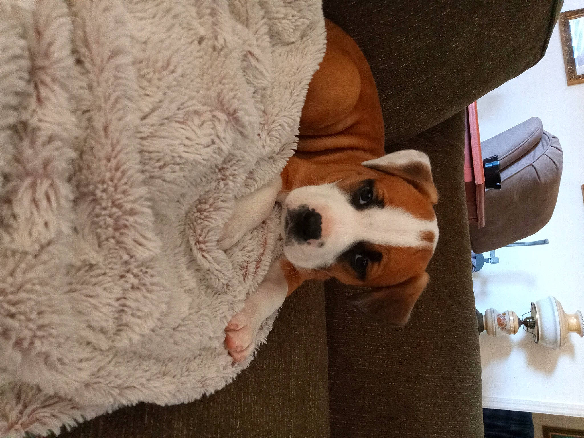 Boo Boo joined the competition — help win amazing prizes! carnivore, chair, comfort, companion_dog, couch, dog, dog_breed, dog_supply, fawn, flooring, fur, furniture, hardwood, linens, panda, snout, toy_dog, wood, woolen, working_animal