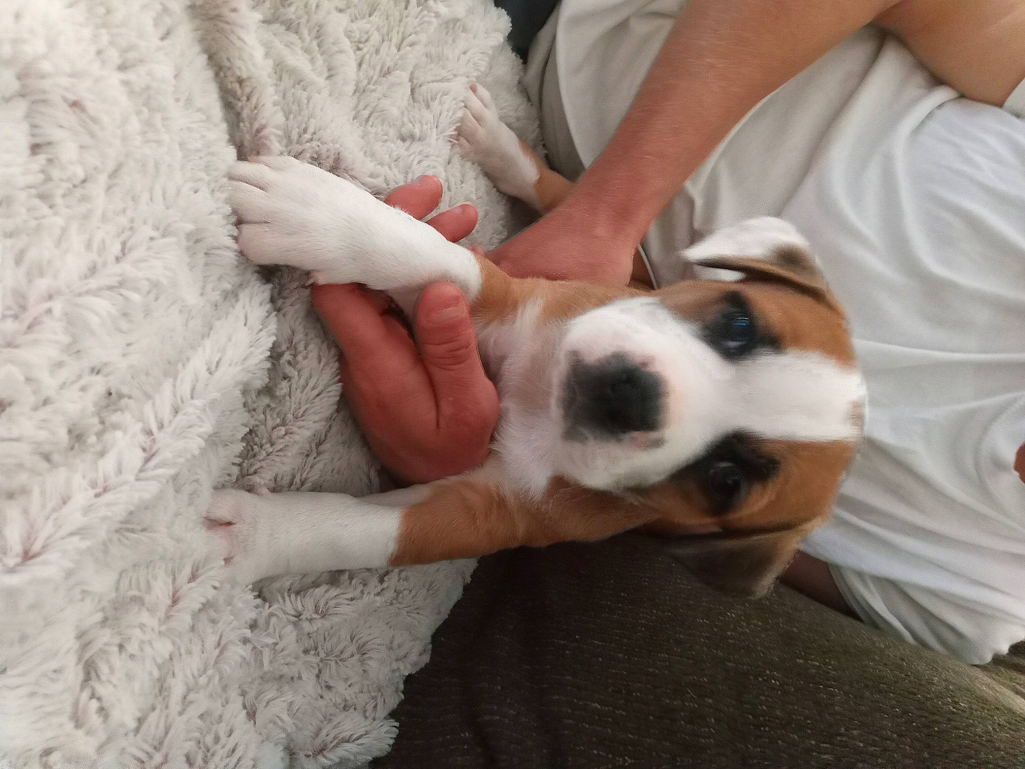 Boo Boo joined the competition — help win amazing prizes! carnivore, chilean_fox_terrier, comfort, companion_dog, dog, dog_breed, elbow, fawn, fur, nail, non_sporting_group, paw, puppy, puppy_love, sporting_group, terrier, toy_dog, wrist