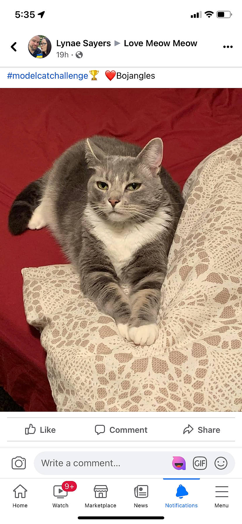 Bojangles is registered to the contest to win money with this photo: carnivore, cat, cat_supply, comfort, domestic_short_haired_cat, felidae, fur, grey, linens, pattern, paw, photo_caption, puzzle, rectangle, sitting, small_to_medium_sized_cats, snout, tail, whiskers, window