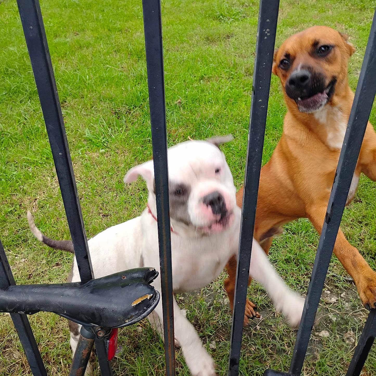 Tank is registered to the contest to win money with this photo: animal, bicycle, bicycle_seat, bicycle_tire, canine, dog, dogs, excited, fence, grass, happy, jumping, metal_bars, motion_blur, nature, outdoor, pets, playful, two_dogs, yard