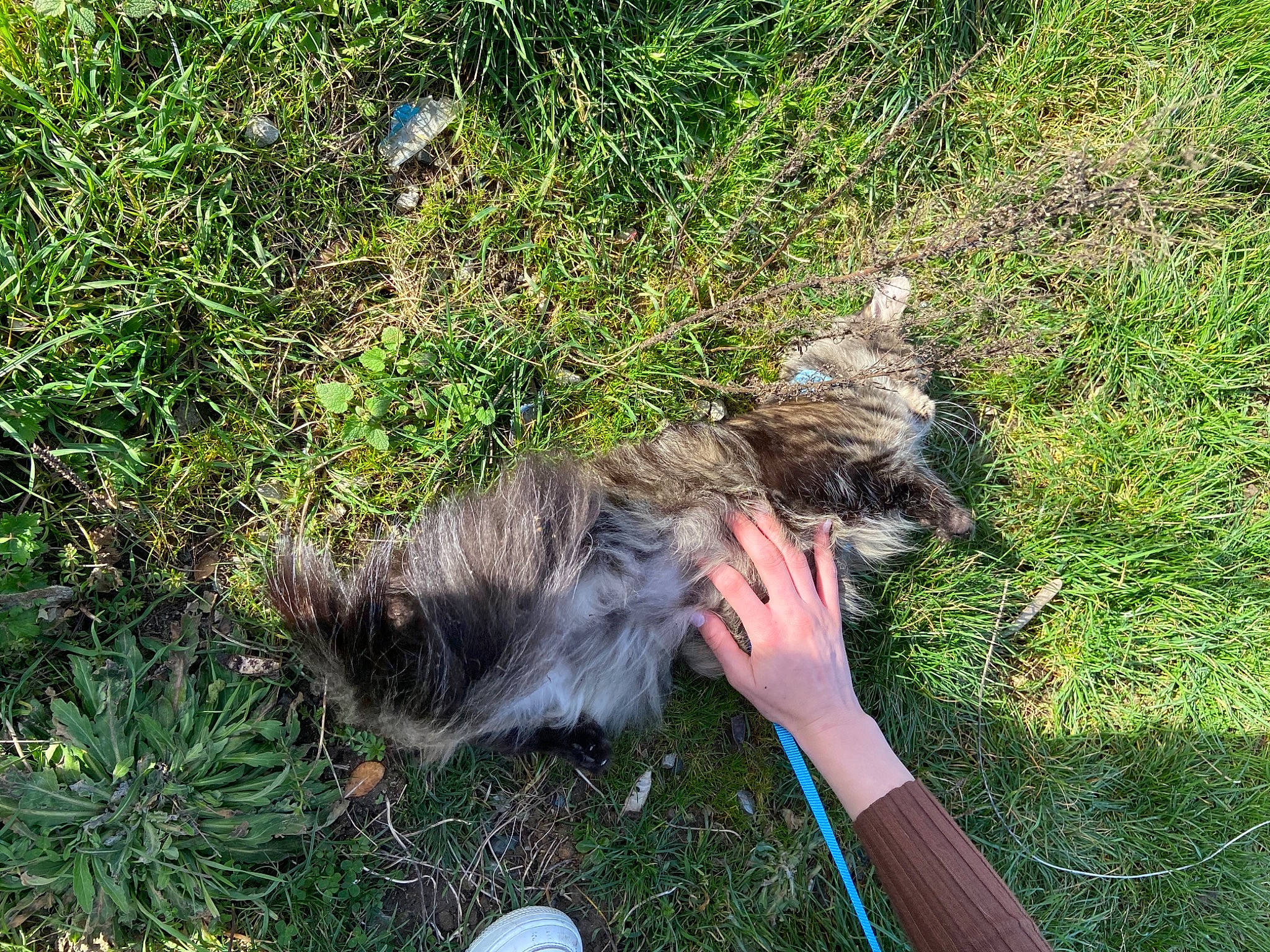 Tina participe au concours pour gagner de l'argent avec cette photo : canidae, carnivore, companion_dog, dog_breed, felidae, fur, grass, grass_family, groundcover, lawn, plant, small_to_medium_sized_cats, soil, sporting_group, tail, terrestrial_animal, terrier, water_dog, wildlife, wing