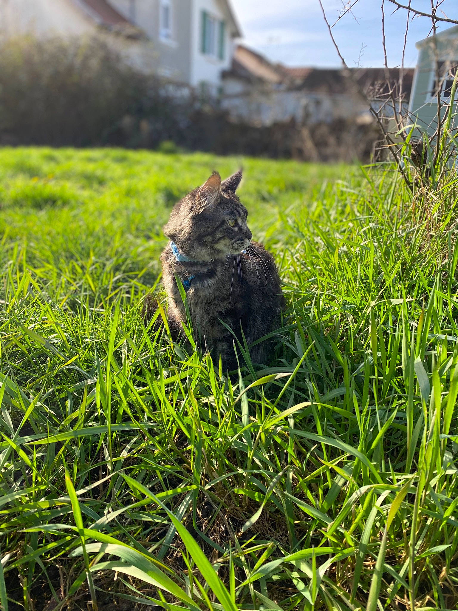 Tina a rejoint le concours — aidez-le/la à gagner de superbes lots ! carnivore, cat, felidae, flooring, fur, grass, grass_family, grassland, groundcover, lawn, mammal, plant, sky, small_to_medium_sized_cats, snout, terrestrial_animal, vertebrate, whiskers, window, wood