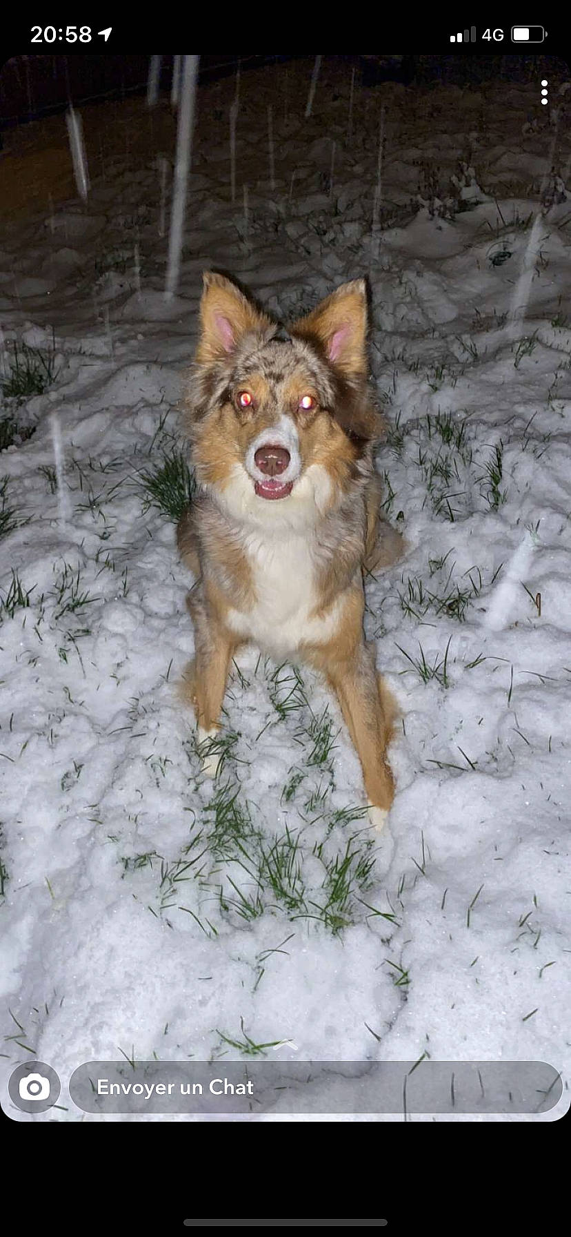 Ollia a rejoint le concours — aidez-le/la à gagner de superbes lots ! art, canidae, canis, carnivore, companion_dog, dog, dog_breed, fawn, fox, freezing, fur, herding_dog, plant, snow, sporting_group, tail, terrestrial_animal, tree, winter, working_dog