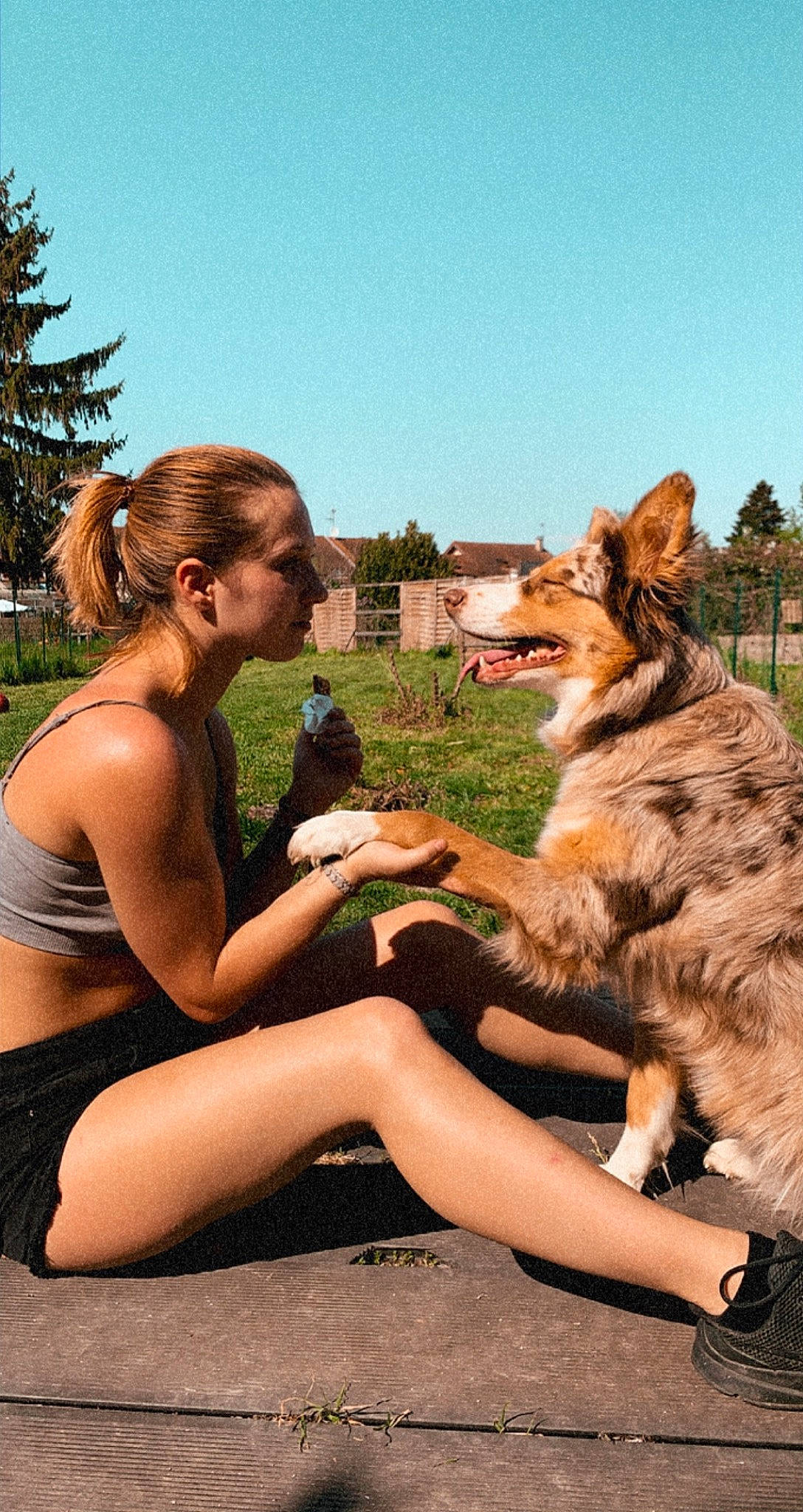 Ollia a rejoint le concours — aidez-le/la à gagner de superbes lots ! australian_shepherd, border_collie, canidae, carnivore, collie, dog, dog_breed, fawn, fun, gesture, happy, herding_dog, long_hair, play, sitting, sporting_group, summer, working_dog