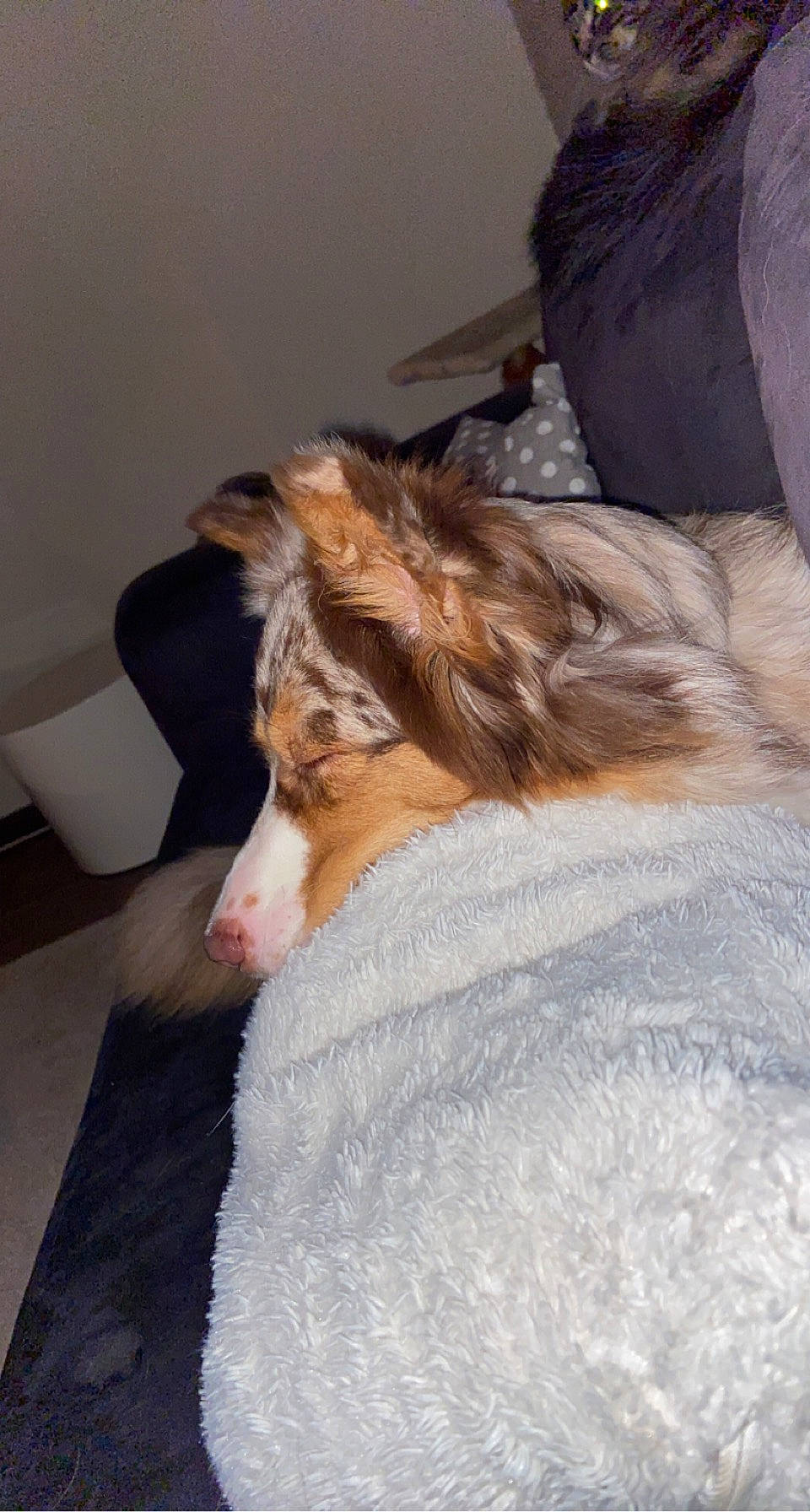 Ollia participe au concours pour gagner de l'argent avec cette photo : carnivore, chair, comfort, companion_dog, dog, dog_breed, duvet, ear, fawn, felidae, flooring, fur, linens, liver, natural_material, rough_collie, small_to_medium_sized_cats, snout, sporting_group, whiskers