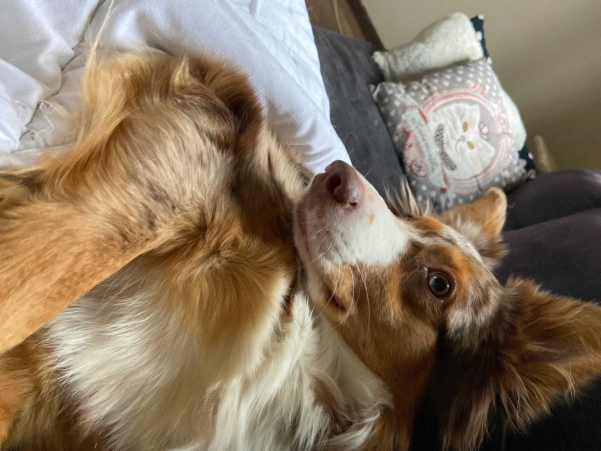 Ollia participe au concours pour gagner de l'argent avec cette photo : carnivore, claw, comfort, companion_dog, dog, dog_breed, ear, fawn, felidae, fur, human_leg, liver, paw, scotch_collie, silken_windhound, small_to_medium_sized_cats, snout, toy_dog, whiskers, working_animal