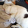 animal, black_spot, blanket, cat, comfort, cozy, curled_up, domestic, fabric, feline, fur, home, indoor, paper_bag, pet, relaxed, resting, sleeping, soft_texture, white_cat