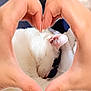 affection, animal, blanket, cat, close_up, cozy, cute, domestic_cat, feline, hands, heart_shape, indoor, love, napping, peaceful, pet, resting, sleeping, soft_texture, white_cat