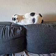 Flocon participe au concours pour gagner de l'argent avec cette photo : animal, black_spots, cat, couch, cozy, cute, domestic_cat, fur, furniture, gray_cushion, home, indoor, loaf_position, mammal, pet, relaxed, resting, sleepy, textured_wall, white_cat